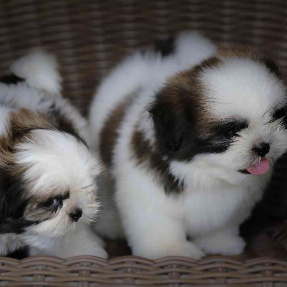 Shih Tzu Puppies: Cute Pictures and Facts