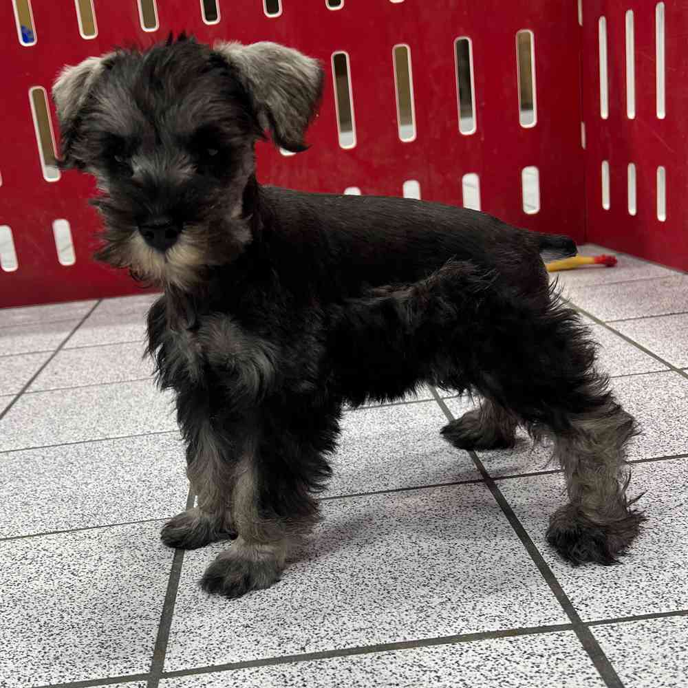 Learn About The Miniature Schnauzer Dog Breed From A Trusted