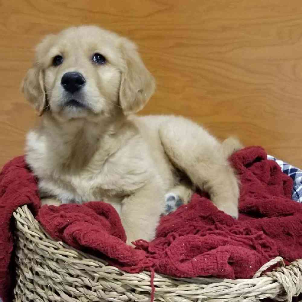 Information on Golden Retriever-French Mastiff Puppies for Sale in Michigan