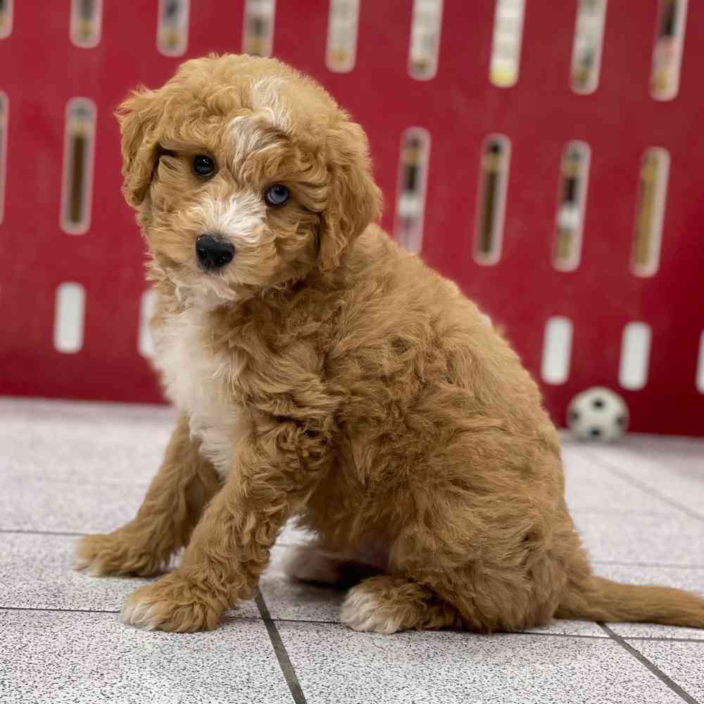 Everything You Need to Know About Toy Aussiedoodle Dogs