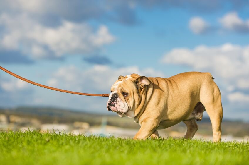 An english bulldog walking on a leash.